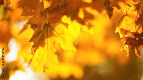Golden maple leaves on a tree  blurred natural background. Sunny foliage in autumn park.