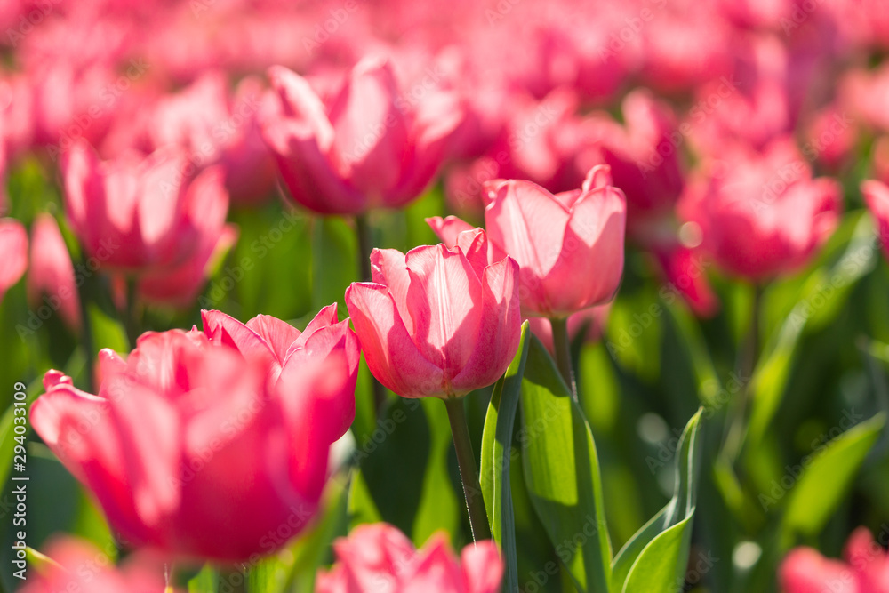 Capture beautiful tulips with a telephoto lens Capture beautiful tulips with a telephoto lens