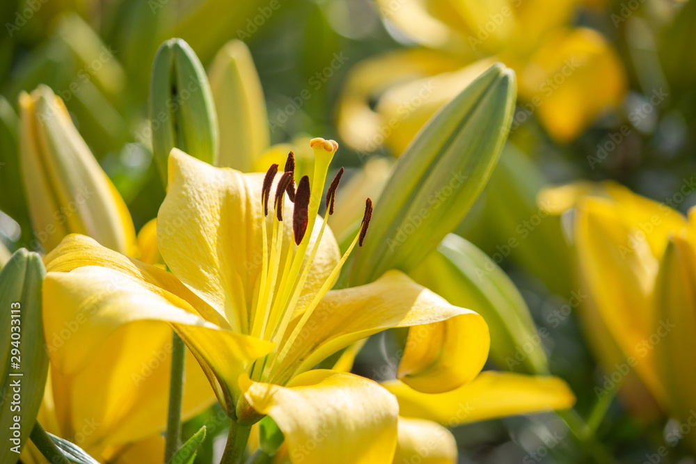 capture beautiful Wild lily with a telephoto lens capture beautiful Wild lily with a telephoto lens