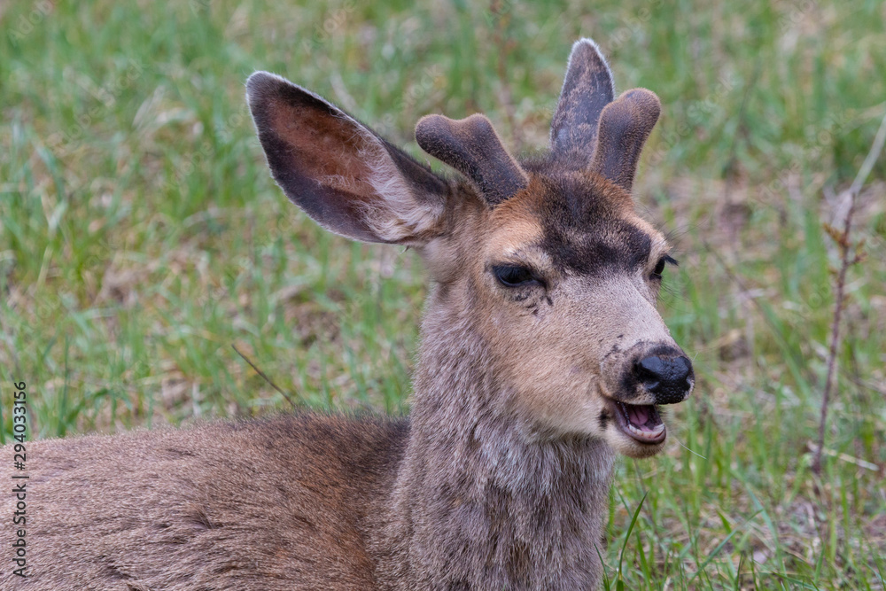Springtime Buck Mule Deer Springtime Buck Mule Deer