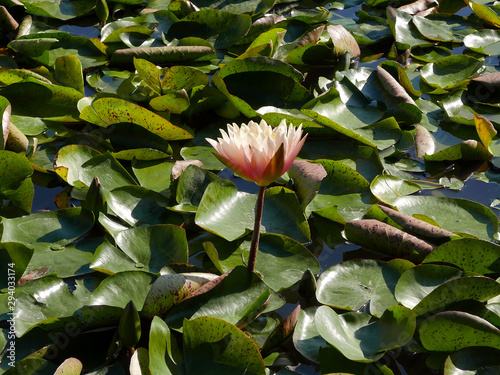 fiore di loto bianco fiorito e galleggiante tra il suo fogliame nello stagno