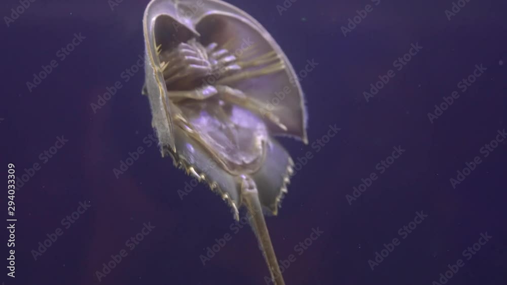 Horseshoe Crab swimming in the water Close-up. Horseshoe Crab swimming in the water Close-up.