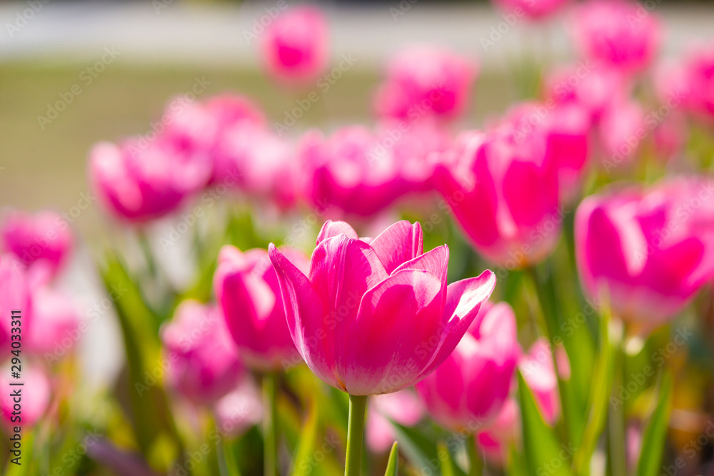 capture beautiful tulips with a telephoto lens