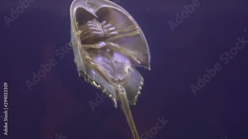 Horseshoe Crab swimming in the water Close-up.