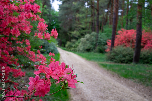 Rododendrons blossom in an hungaian Country garden forest in Jeli arboretum botanical garden photo