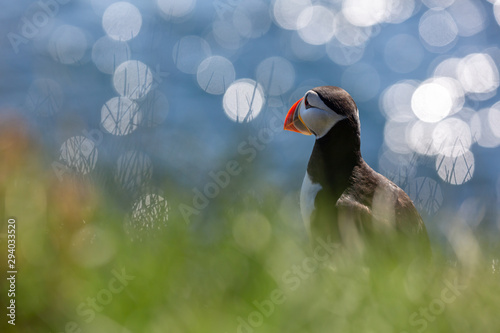 Puffins on Grimsey island on Iceland