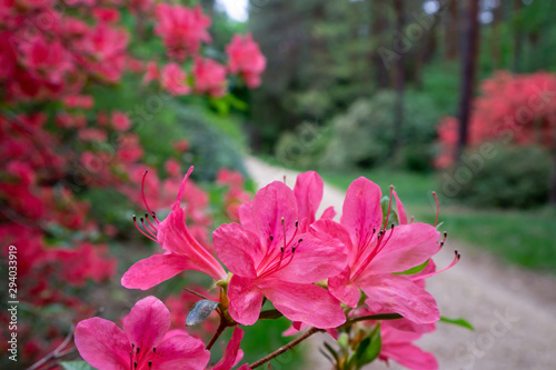 Rododendrons blossom in an hungaian Country garden forest in Jeli arboretum botanical garden photo