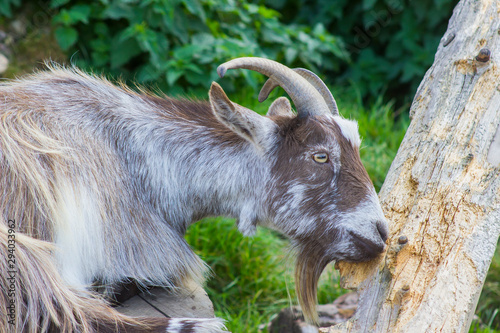 One of the Brambridge Garden Centre Pygmy Goats