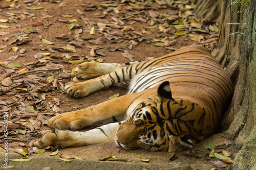 tiger in the zoo malacca  malaysia