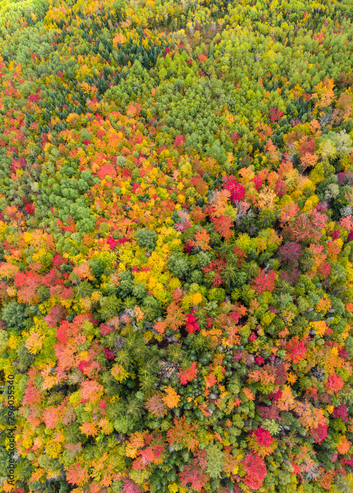 Aerial view fall foliage trees. Drone shot looking down at autumn forest.