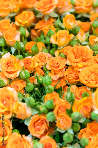 Fresh orange roses. background. Natural background of fresh roses. Soft focus. vertical photo
