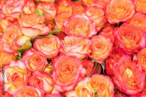 Background of pink orange and peach roses. Natural background of fresh roses. Soft focus