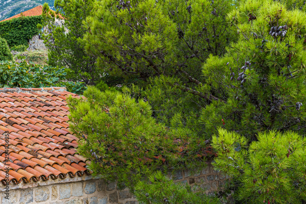 The roof of the building, covered with red tiles, among the greenery. The roof of the building, covered with red tiles, among the greenery.