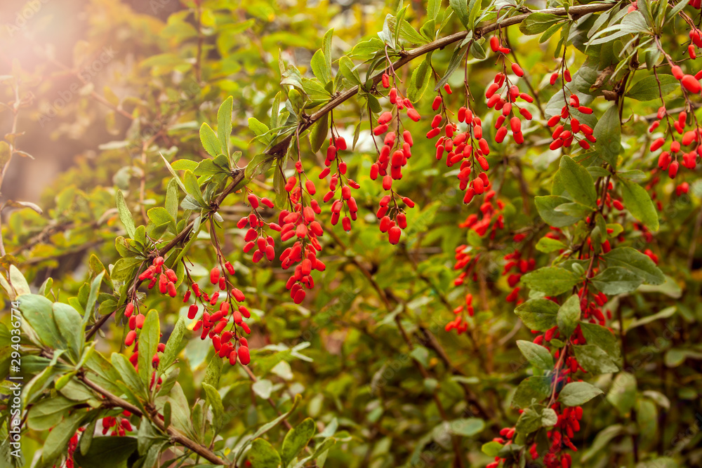 Obraz premium ripe red berries of barberry on a branch in a garden or park, goji berries