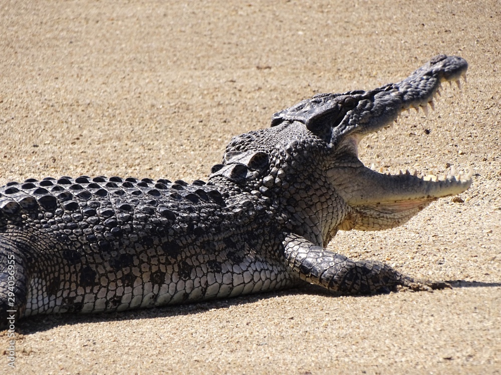 Fototapeta premium Crocodile with open mouth