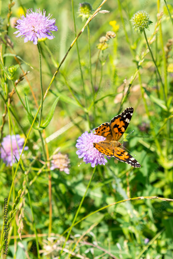 Butterfly on a purple flower on the field. close up. vertical photo Butterfly on a purple flower on the field. close up. vertical photo