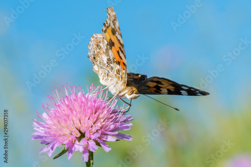 Butterfly on a flower in a field. Butterfly On Grass Field With Warm Light. close up