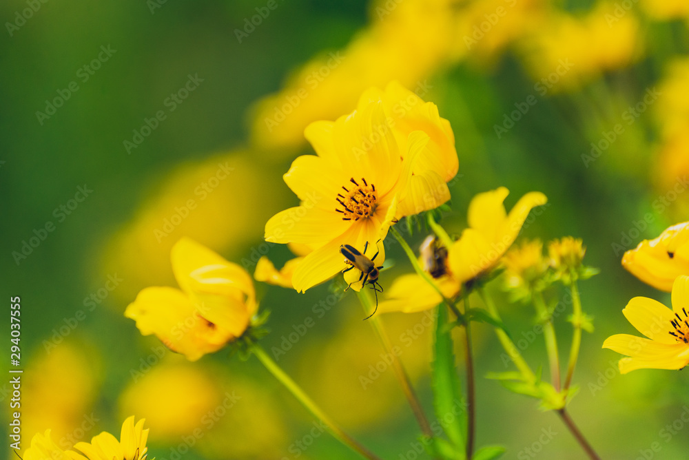 close-up of yellow daisy sunflower flowers and insect close-up of yellow daisy sunflower flowers and insect