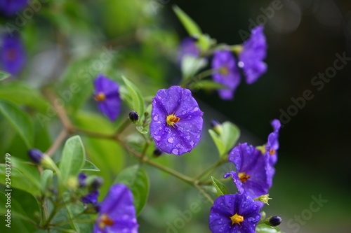 Solanium laciniatum, purple © Marcel