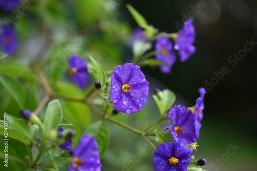 Solanium laciniatum, purple