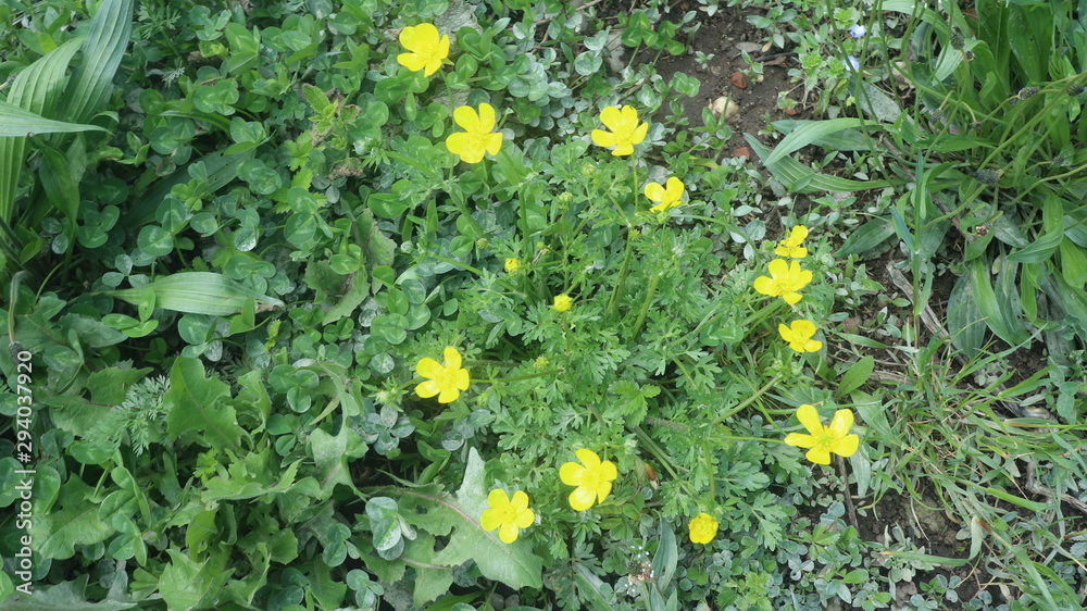 Many cute yellow flowers
