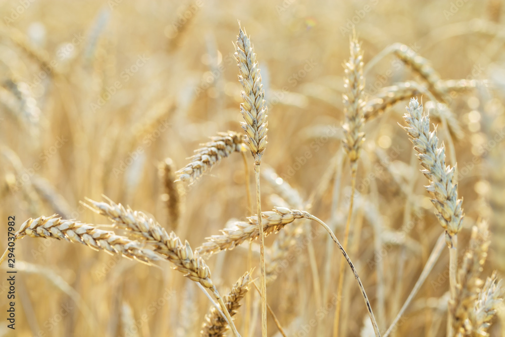 Ears of ripe wheat. Wheat field, farmland, nature, environment. Rich harvest of grain crops. Selective focus. Ears of ripe wheat. Wheat field, farmland, nature, environment. Rich harvest of grain crops. Selective focus.
