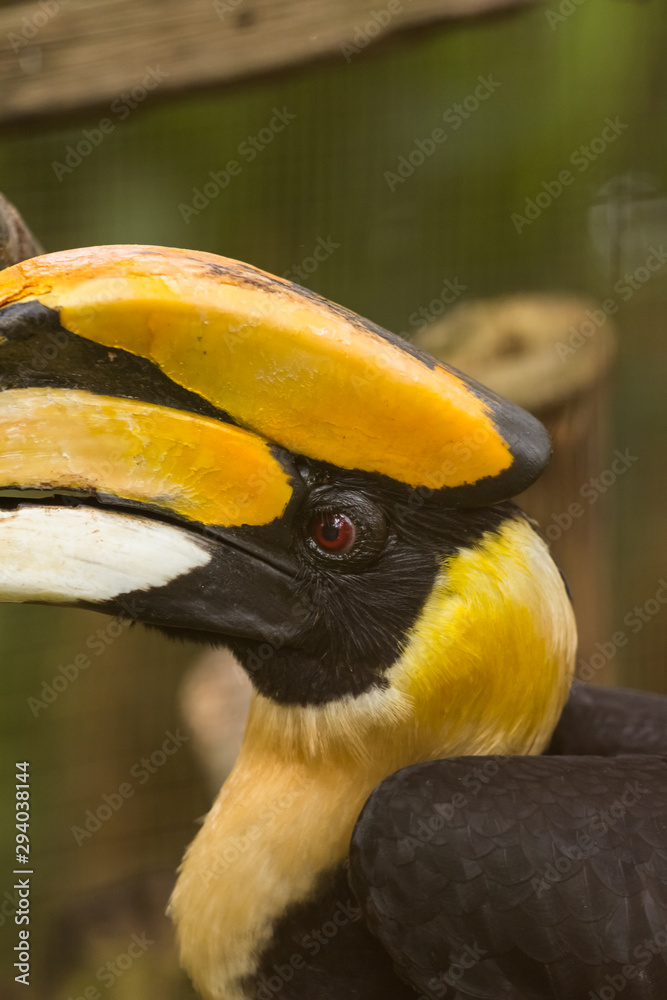 great Hornbill bird in zoo at malaysia great Hornbill bird in zoo at malaysia