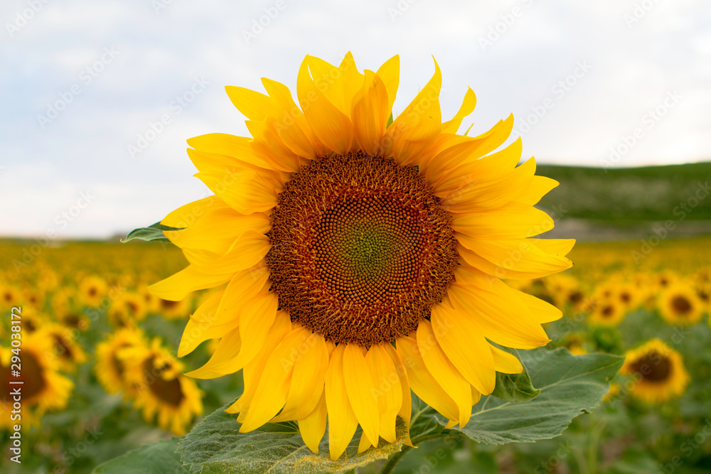 Beautiful yellow and orange sunflower