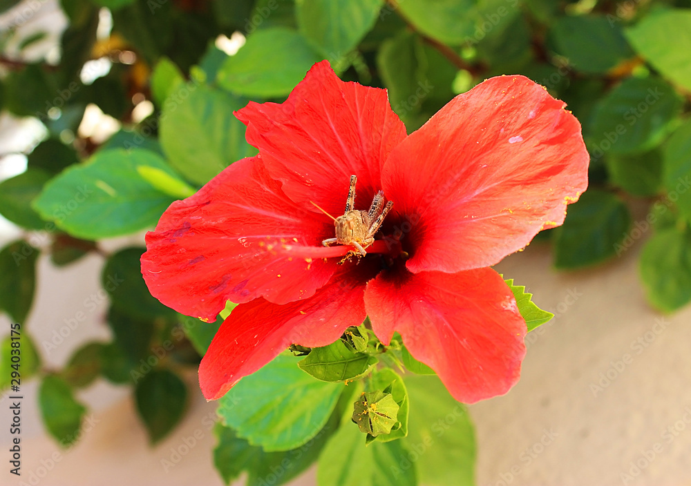 Red hibiscus with a grasshopper in Greece on the island of Crete Red hibiscus with a grasshopper in Greece on the island of Crete