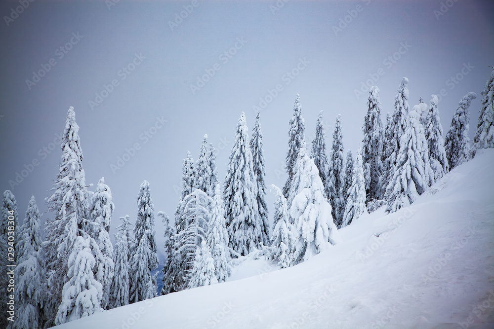 Fototapeta magical winter landscape with snowy firs in the mountains