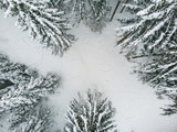 Coniferous forest in winter, pine covered with snow, cold winter landscape
