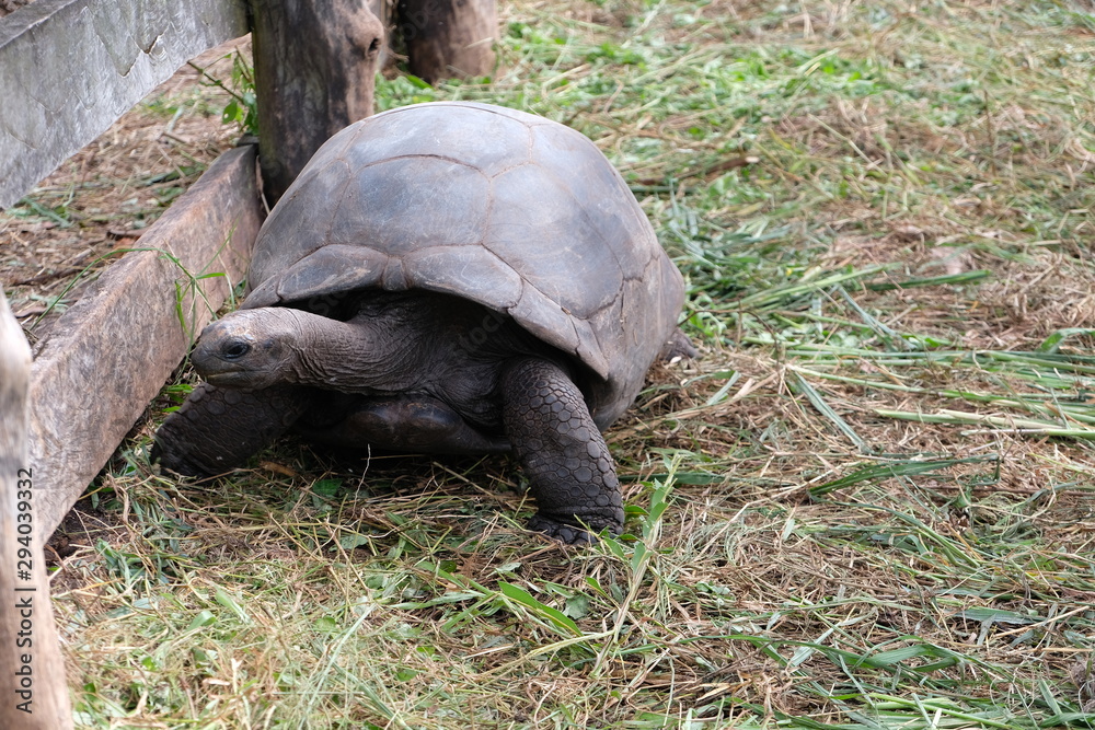Fototapeta premium Giant trurtles on the Seychelles