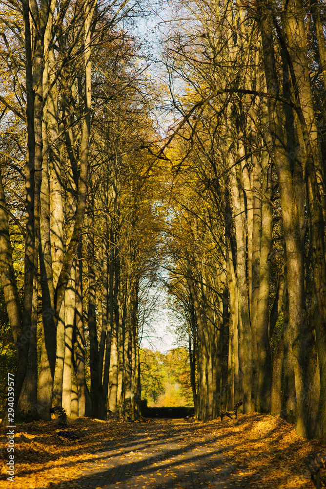 Autumn Avenue of trees in the Park or in the woods