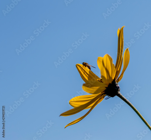 yellow flower against blue sky with  a bee on a petal 