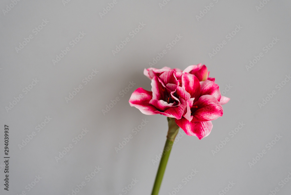 Pink flower on grey background. Copying space Pink flower on grey background. Copying space