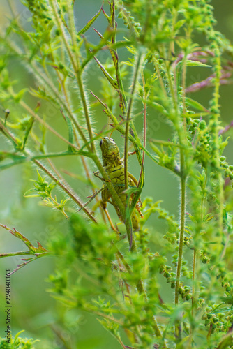 grasshopper on a plant