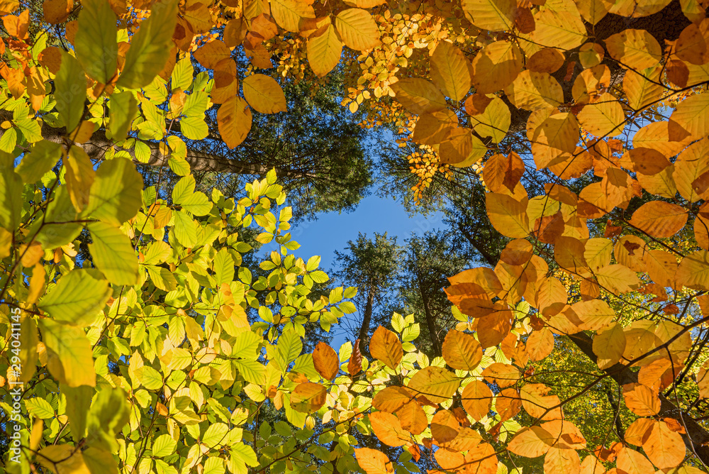 view from bottom up to the tree crowns, colorful beech leaves in autumn