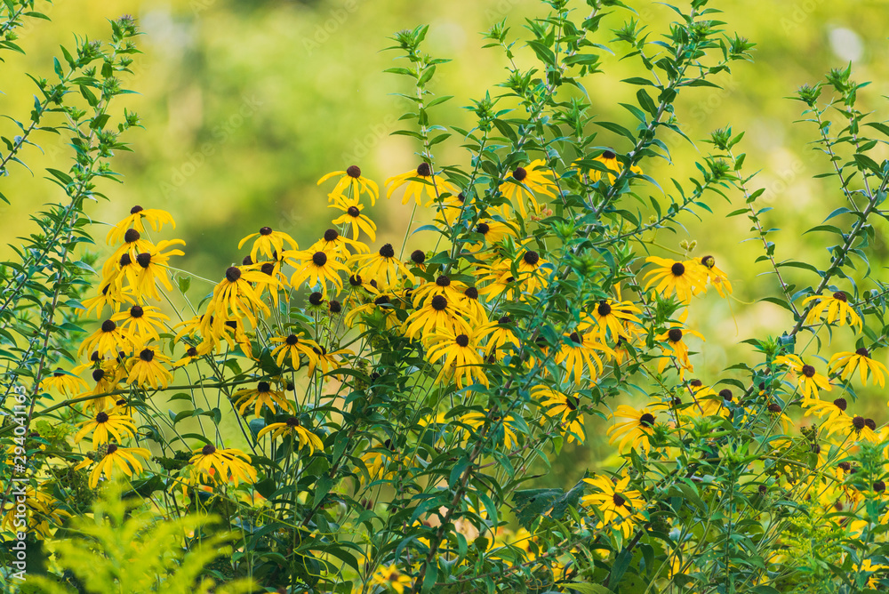 prairie field meadow of yellow daisy sunflower flowers prairie field meadow of yellow daisy sunflower flowers