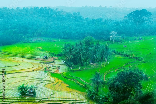 misty forest at paddy fields with view top. bengkulu  indonesia