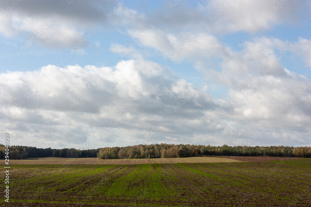 Autumn landscape with a plowed field and strips of green shoots, a forest in in yellow and green leaves and a huge blue sky with gray clouds.