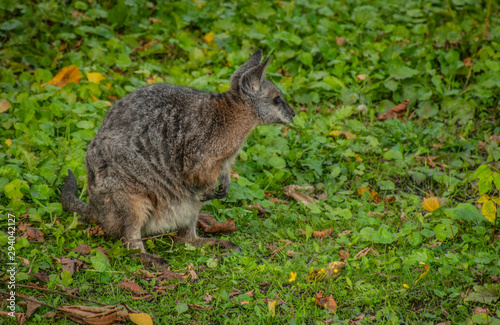 little kangaroo on green grass