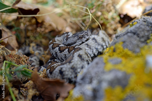 Europäische Hornotter (Vipera ammodytes), Griechenland - nose-horned viper, Greece photo