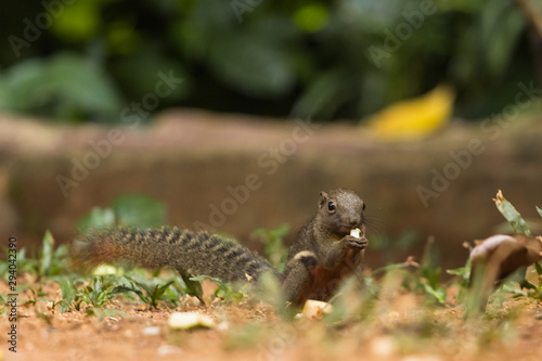 closeup shot of squirrel in nature