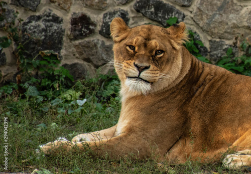 lioness in the Kiev zoo