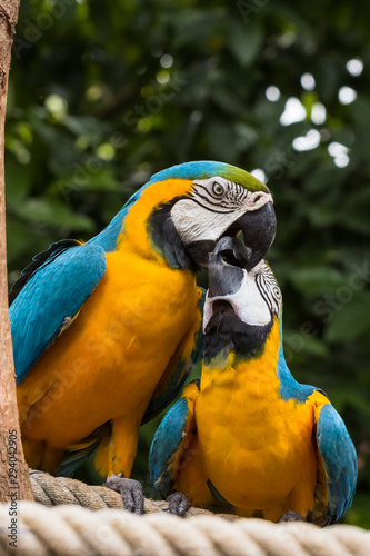 Blue-yellow macaw parrot portrait
