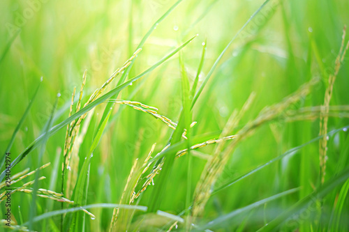 Rice field scenery in rainy season