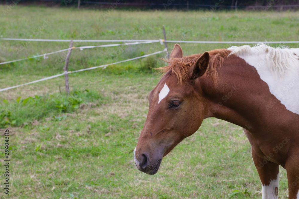 Fototapeta premium Young brown horse on grass background, left is a place for writing text