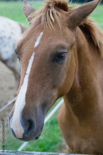 Close-up brown horse head with white spot