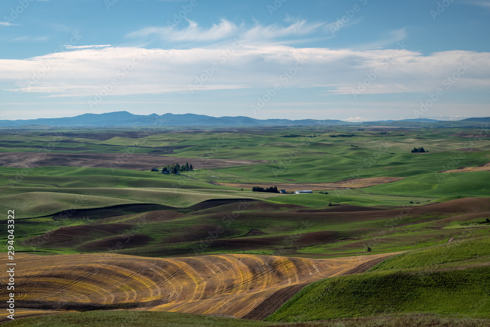 Farms dot the rolling hills of farmland in the Palouse region of Washington state.  Some fields are planted with young plants growing green, some are fallow adding to interesting landscape.