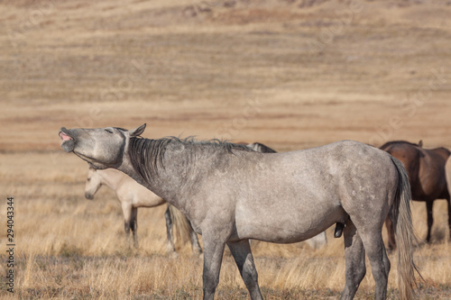 Beautiful Wild Horse in the Utah Desert © equigini